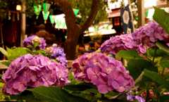 DSC01778_2019061117593531f.jpg