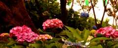 DSC01785_201906111802488c0.jpg