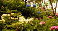DSC01786_20190611180250f28.jpg
