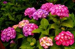 DSC01830_2019061118122497b.jpg