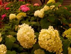 DSC01832_201906111812273ce.jpg