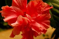 DSC02041.jpg