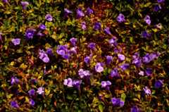 DSC02107.jpg