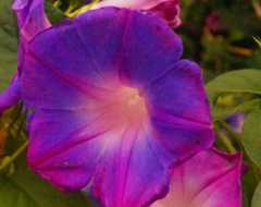 DSC02898_20190706231620c2b.jpg