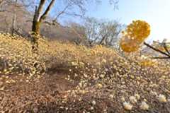 Z50_0041.jpg