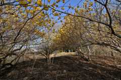 Z50_0097.jpg