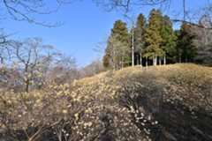 Z50_0105.jpg