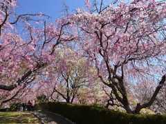 しだれ桜の公園で