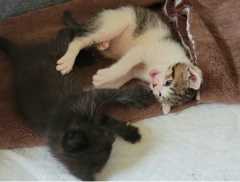 5匹の仔猫