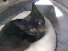 黒猫8ヶ月