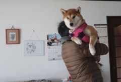 トラ抱っこ