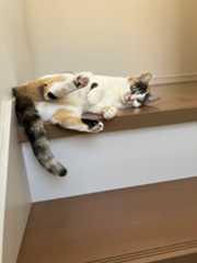 みみちゃんです