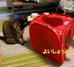 ちゅーる2