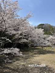 hanami2.jpeg