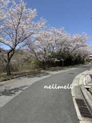 hanami3.jpeg