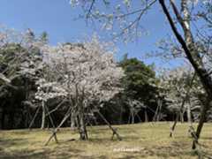 hanami4.jpeg