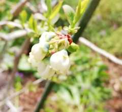 IMG_20250329_144638_copy_498x458.jpg