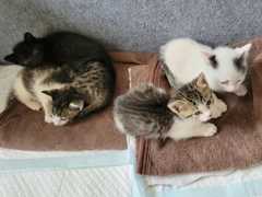 5匹の仔猫