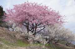 DSC00082.jpg