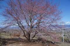 DSC00087.jpg