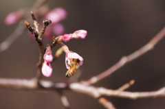 DSC00100.jpg