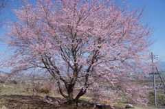 DSC00109.jpg