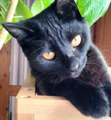 黒猫ごん２