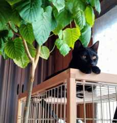 黒猫ごん３