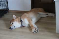 ポテト３