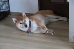 ポテト２