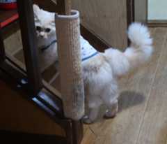ミーちゃんの尻尾