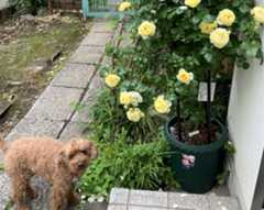 ぽむとばら