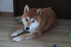虎１