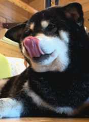 こん１１