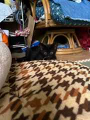 黒猫2か月