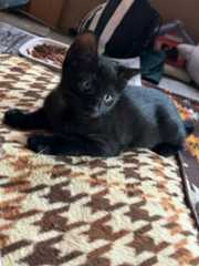 黒子猫