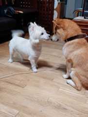 とらとらら