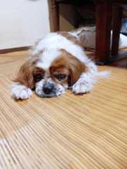 かりん