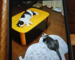 マルと先住猫