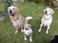 Dog's smile