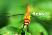えびすめ