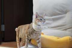 micota
