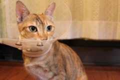 micota