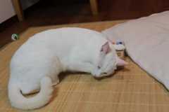 micota