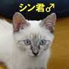 シン君