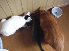 れおとねこ　まりも　アッシュ　リボン 006.jpg