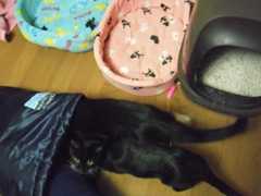 れおとねこ　まりも　アッシュ　リボン 011.jpg