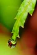 Water Drop