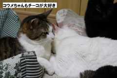 20150424110 (45) (640x427)