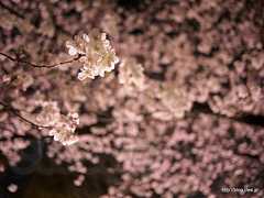 公園の桜 - 都内は桜が満開に